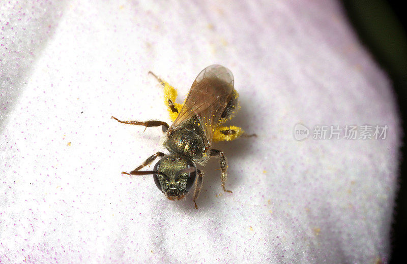 金属汗蜂(lasiglossum sp.)在皇家藤花瓣上。